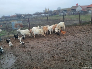 Capre sanen si alba de banat  - imagine 4