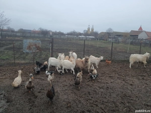 Capre sanen si alba de banat 