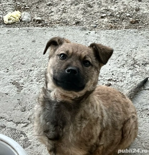 Dau cațeluș în vârstă de 4luni .