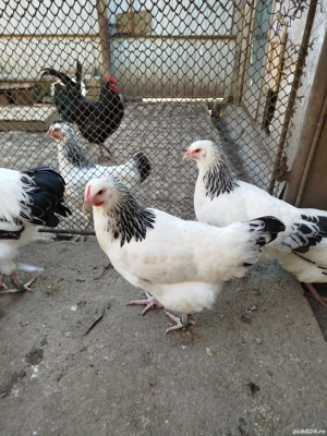 Vând găini Sussex  - imagine 4