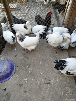 Vând găini Sussex  - imagine 3