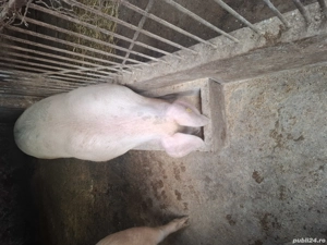 vînd porci - imagine 5