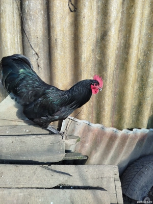 Vând cocoși australorp negru  - imagine 3
