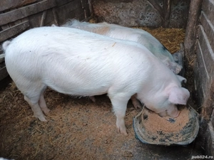 Porci cu greutatea între 70 și 100 kg  - imagine 4