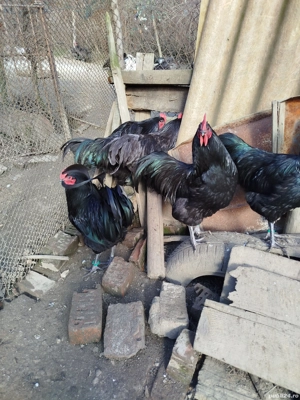 Vând cocoși australorp negru  - imagine 4