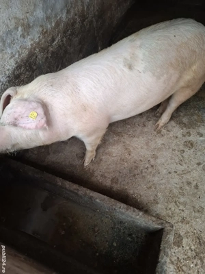 vînd porci - imagine 3