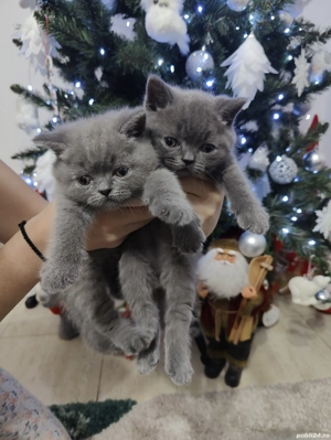 Pisicute british  - imagine 2