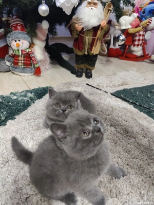 Pisicute british  - imagine 4