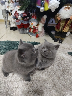 Pisicute british  - imagine 3