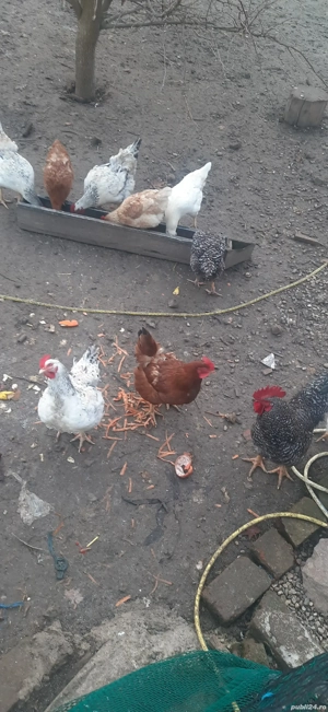 9 gaini outoare+2 cocosi