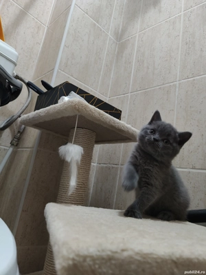 Pisicute british  - imagine 5