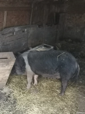 Vând scroafa Bazna originală  - imagine 3