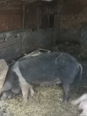 Vând scroafa Bazna originală  - imagine 2