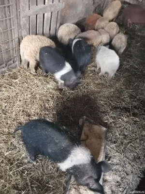 Vând 3 purcele Bazna cu Mangalita  - imagine 3