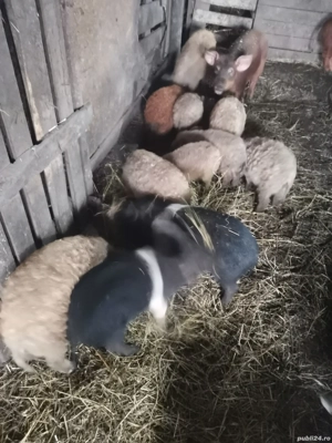 Vând 3 purcele Bazna cu Mangalita  - imagine 2