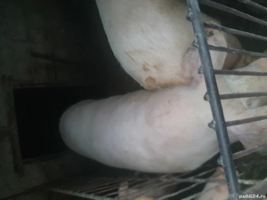 de vinzare - imagine 2