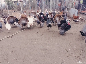 Vand curcani 25 lei kg - imagine 2