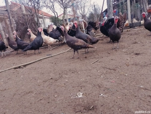 Vand curcani 25 lei kg