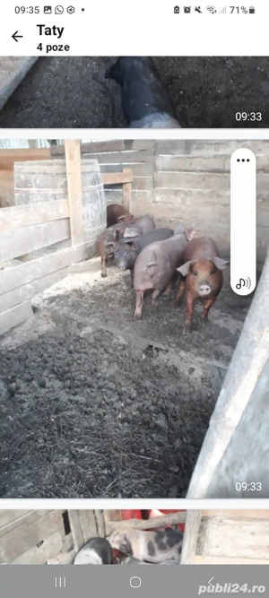 grasuni si purcei de vanzare - imagine 2