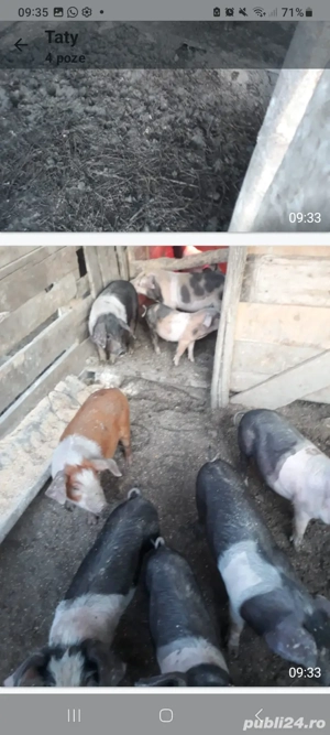 grasuni si purcei de vanzare