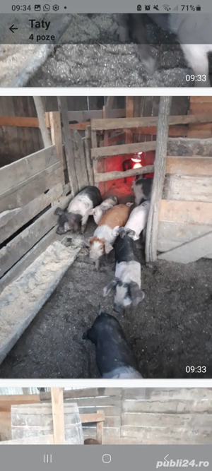 grasuni si purcei de vanzare - imagine 4