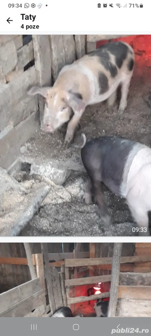 grasuni si purcei de vanzare - imagine 3