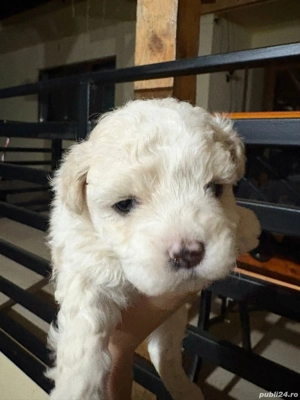 Bichoni maltezi  - imagine 2