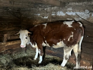 Vând jurincă gestantă în trei luni