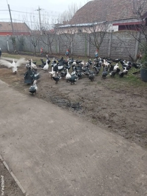 Vand rate mute  - imagine 2