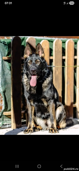  vănd. căței. ciobenesc. german.  6. săptămăni. 
