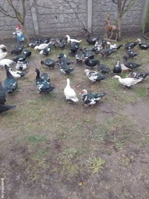 Vand rate mute  - imagine 4