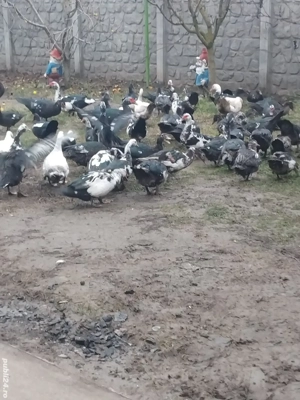 Vand rate mute  - imagine 3