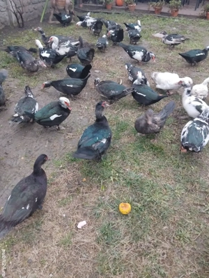 Vand rate mute  - imagine 5