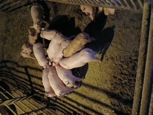 Purcei de vanzare.         - imagine 3