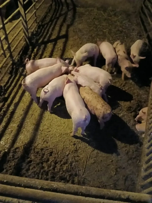 Purcei de vanzare.         - imagine 2