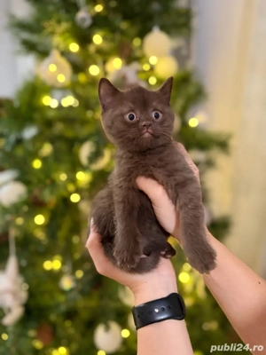 Pui de pisica British Shorthair chocolate - maro