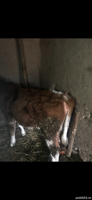 Vitea de vânzare  - imagine 2