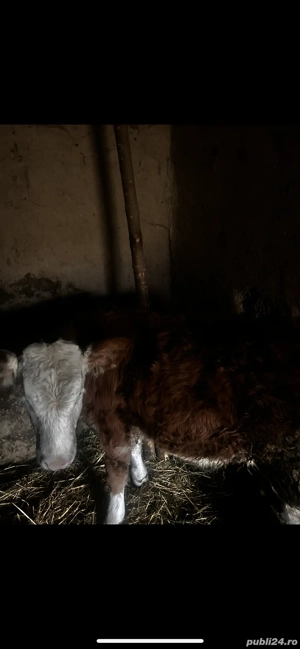 Vitea de vânzare  - imagine 3