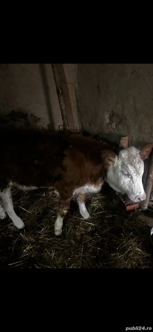 Vitea de vânzare  - imagine 4