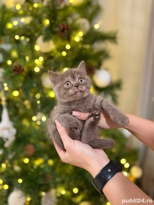 Pui de pisica British Shorthair blue - imagine 3