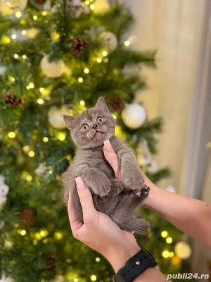 Pui de pisica British Shorthair blue - imagine 2