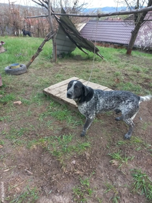 Vând câine de vânătoare și paza - imagine 3