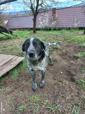 Vând câine de vânătoare și paza