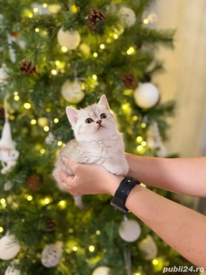 Pui de pisica British Shorthair silver shaded - imagine 3
