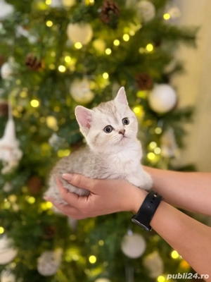 Pui de pisica British Shorthair silver shaded - imagine 2