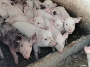 Vând purcei - imagine 2