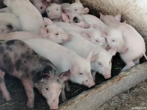 Vând purcei - imagine 3