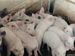 Vând purcei - imagine 4