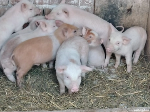 Purcei marele alb cu duroc - imagine 2