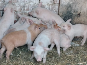 Purcei marele alb cu duroc